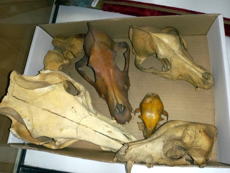 A selection of bone animal skulls - Image 2 of 2