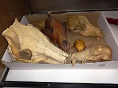 A selection of bone animal skulls