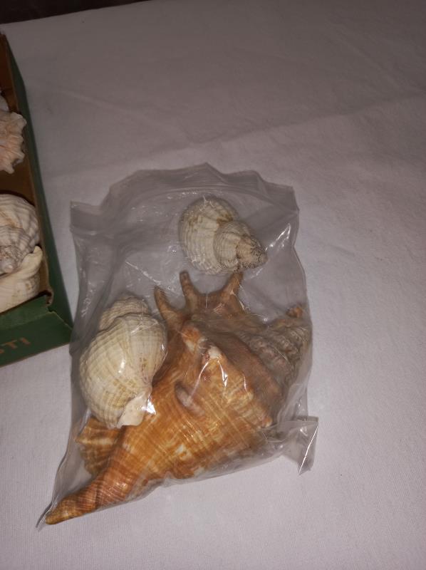 A quantity of mixed seashells - Image 3 of 4