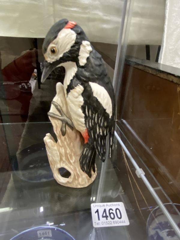 A Goebel great spotted woodpecker.