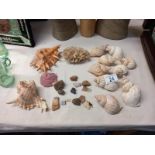 A quantity of sea shells & mineral stones