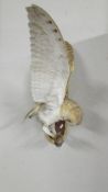 Taxidermy - a barn owl in flight, COLLECT ONLY.