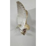 Taxidermy - a barn owl in flight, COLLECT ONLY.