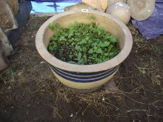 A large garden pot. COLLECT ONLY.