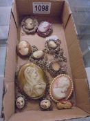 Six cameo brooches, cameo earrings and an a/f bracelet.