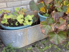A long galvanised watertight bath and 3 potted plants and 1 small bath and plants. Collect Only.