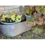 A long galvanised watertight bath and 3 potted plants and 1 small bath and plants. Collect Only.