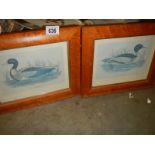 Two birds eye maple framed and glazed bird prints.