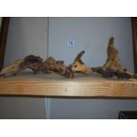 3 Pieces of ornamental driftwood.