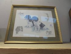 A framed and glazed print of a Springer Spaniel by Nigel Hemming.