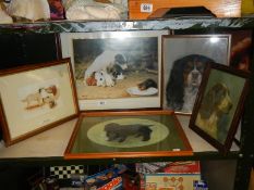 A collection of framed and glazed dog studies. COLLECT ONLY.