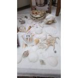 An interesting collection of sea shells.