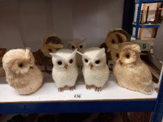 A quantity of owls