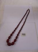 A graduated amber coloured necklace. 64.9 gms