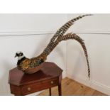 Early 20th C. taxidermy Oriental Pheasant.