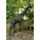 Exceptional quality bronze model of a Giraffe.