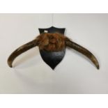 Cow horns mounted on wooden plaque.