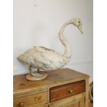 Early 20th C. taxidermy Swan.