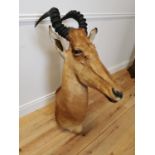 Taxidermy antelope head and neck