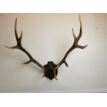 Stag antlers mounted on wooden plinth.