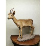 Early 20th C. taxidermy Deer.