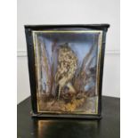 19th C. cased taxidermy owl.