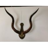 Antlers mounted on oak shield.