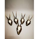 Collection of five Mid-century Fawn skulls