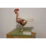 Anatomical model of Chicken with box