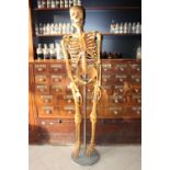 Life size model of Skeleton on metal base