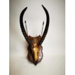 19th C. Gazelle skull mounted on oak shield