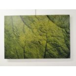 Fractal Leaf - Photography - Daragh Muldowney