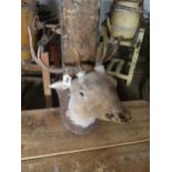 19th. C. taxidermy deer head mounted on a plaque { 52cm H X 40cm W X 41cm D }.