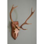 Taxidermy Deer's skull on wooden shield plaque. {70 cm H x 60 cm W}.