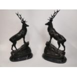 Pair of exceptional quality bronze stags on craggy rock mounted on marble bases. {73 cm H x 37 cm