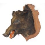 Taxidermy Boar head on wooden shield plaque. {70 cm H x 55 cm W x 56 cm D}.