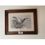 Mallard Duck Raising from the Reeds and Summer Days framed coloured prints { 34cm H X 27cm W }.