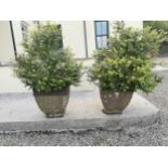 Pair of composition planters { 51cm H X 47cm Sq. } with box bushes