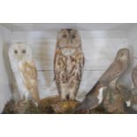 Taxidermy display of owls in glazed case. {45 cm H x 64 cm W x 21 cm D}.