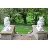 Pair of composition stone models of Lions with ball at feet. { 76 cm H x 30 cm W x 80 cm D}.