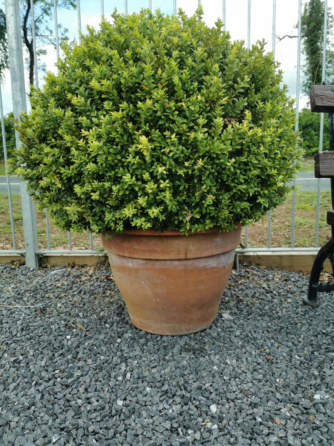 Pair of terracotta planters with ball box hedging. {96 cm H x 65 cm Dia including plant}. - Bild 2 aus 3