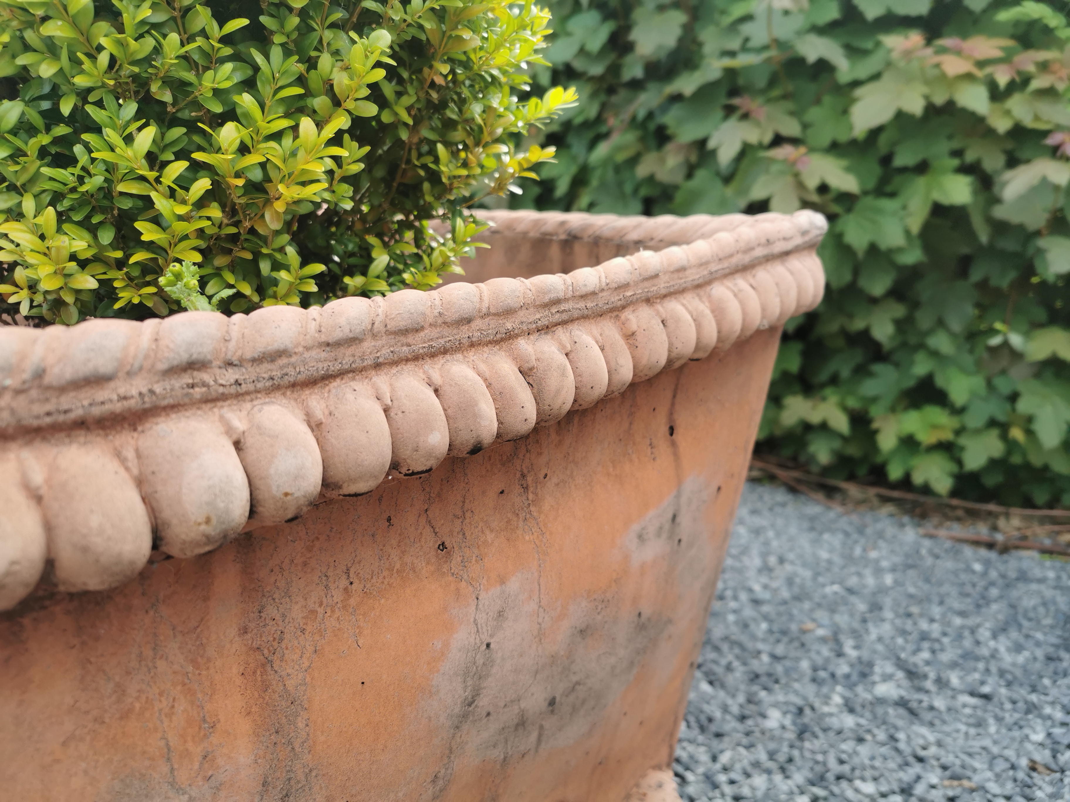 Pair of square terracotta planters decorated with acanthus leaf including boxwood bush - Bild 5 aus 6