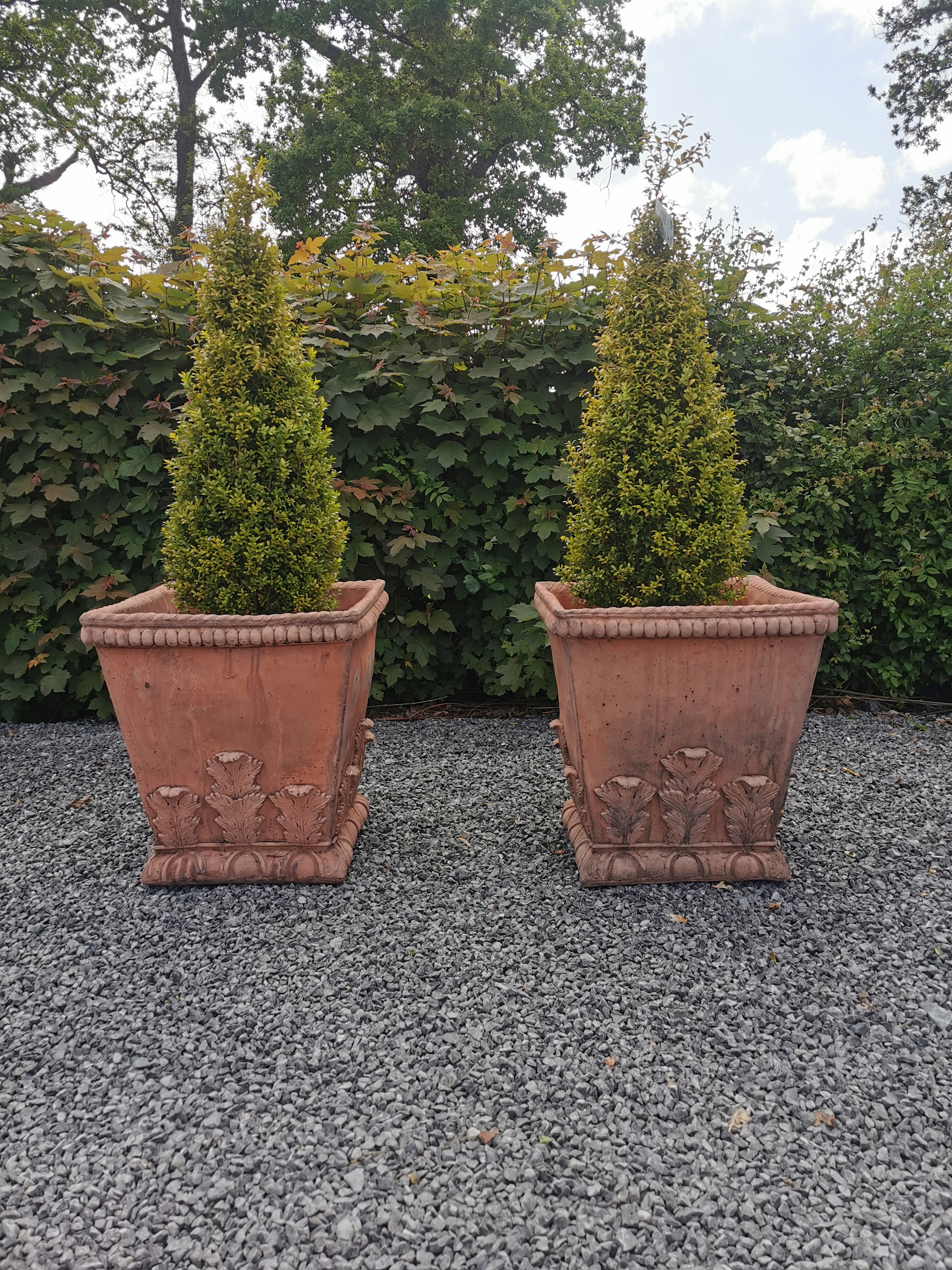 Pair of square terracotta planters decorated with acanthus leaf including boxwood bush