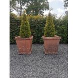 Pair of square terracotta planters decorated with acanthus leaf including boxwood bush