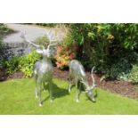 White metal model of a standing stag and doe { Stag 176cm H X 123cm L X 46cm D & Doe 137cm H X