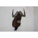 Taxidermy head of a Musk Ox { 80cm H X 50cm W X 75cm D }.