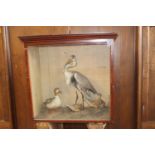 Taxidermy birds in glazed case - Duck, Heron and Corncrakes. { 88 cm H x 93 cm W x 47 cm D}.