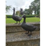 Pair of bronze ducks {41 cm H x 16 cm W x 47 cm D}.