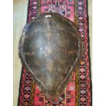 19th C. tortoise shell {82 cm H x 66 cm W x 22 cm D}.