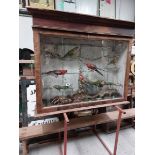 Taxidermy exotic birds in glazed mahogany case. {102 cm H x 126 cm W x 35 cm D}